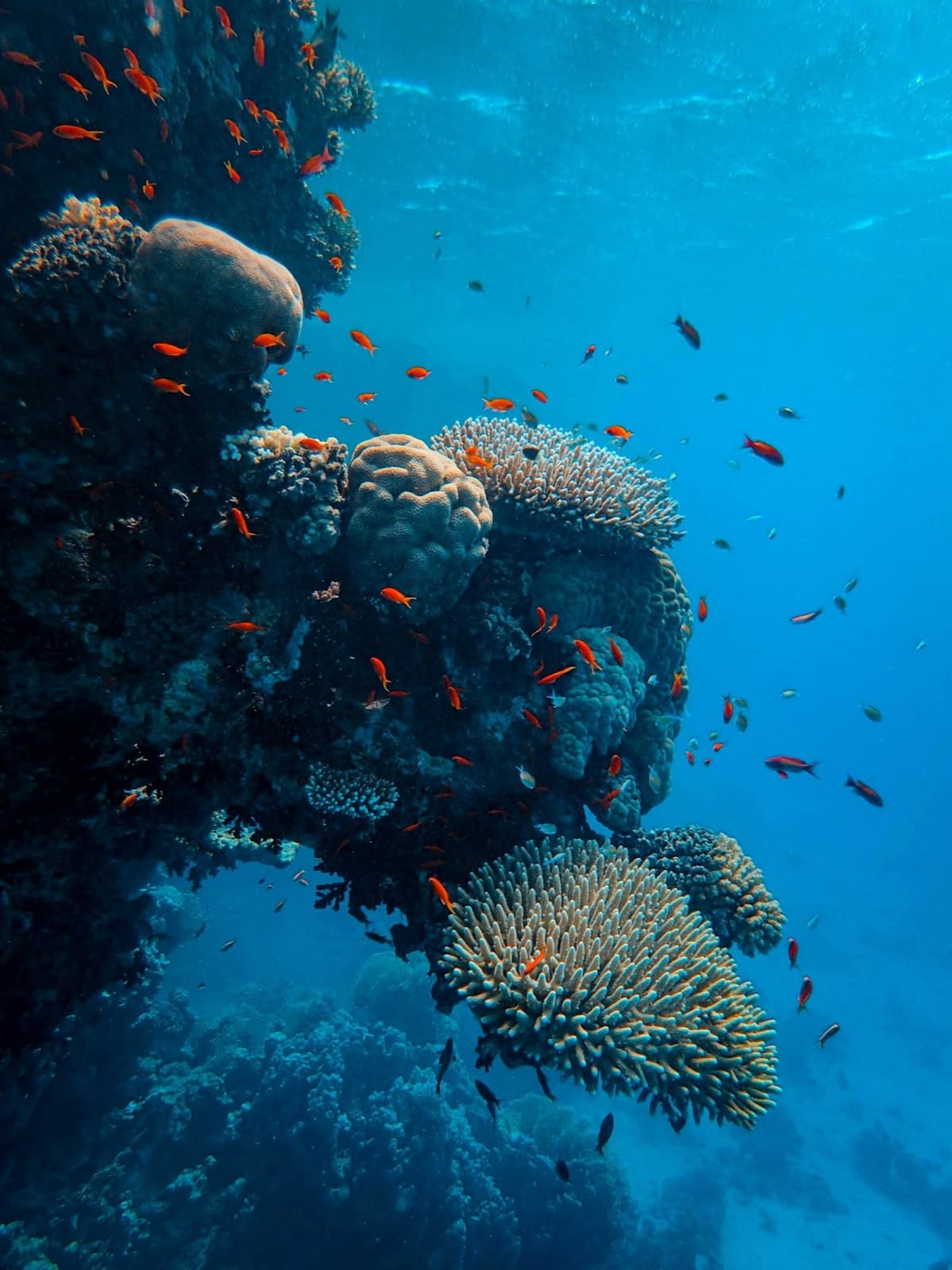 Diving Tours